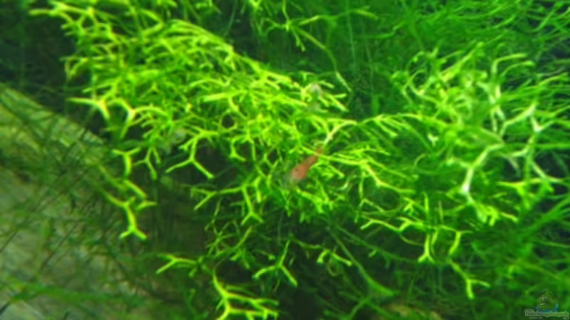 05.12.11 (Nachswuchs Red Fire Garnelen) von Heiko Stracke (73)