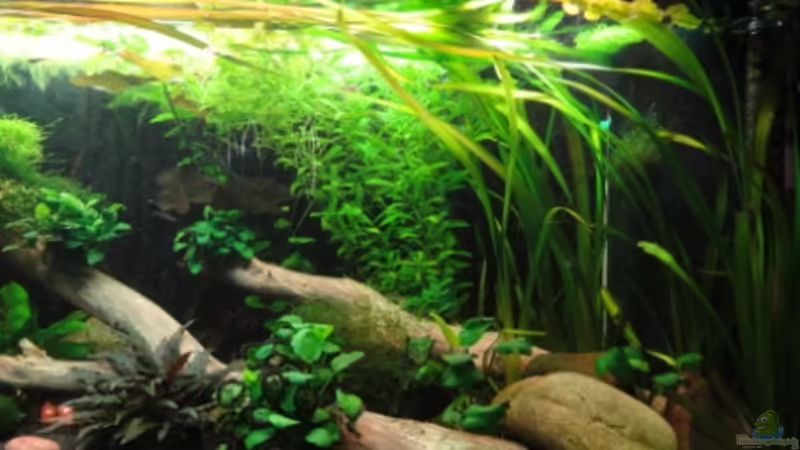 05.12.11 von Heiko Stracke (12)