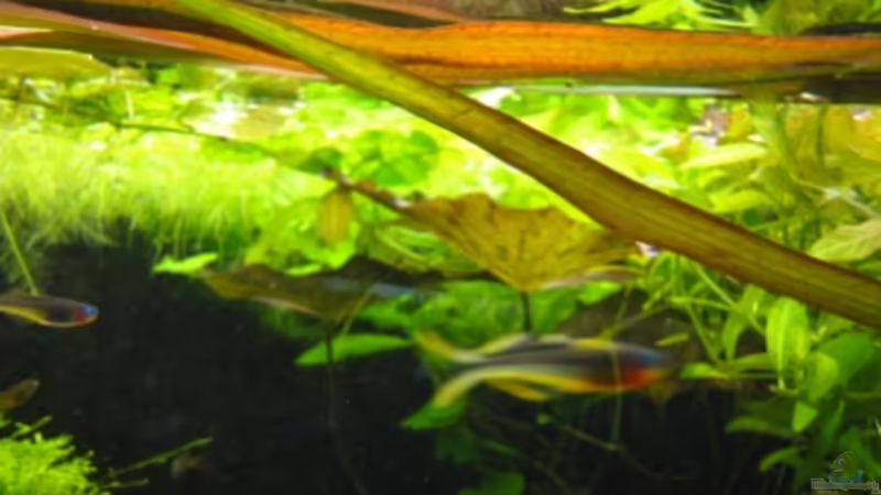 05.12.11 von Heiko Stracke (29)