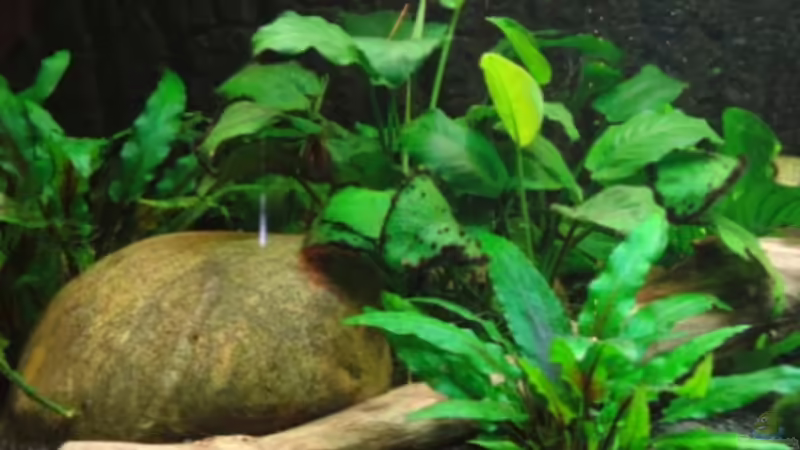 05.12.11 von Heiko Stracke (47)