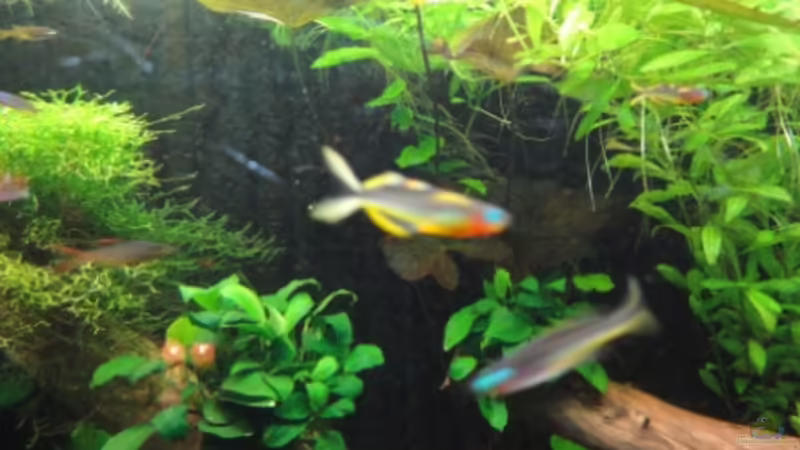 05.12.11 von Heiko Stracke (70)