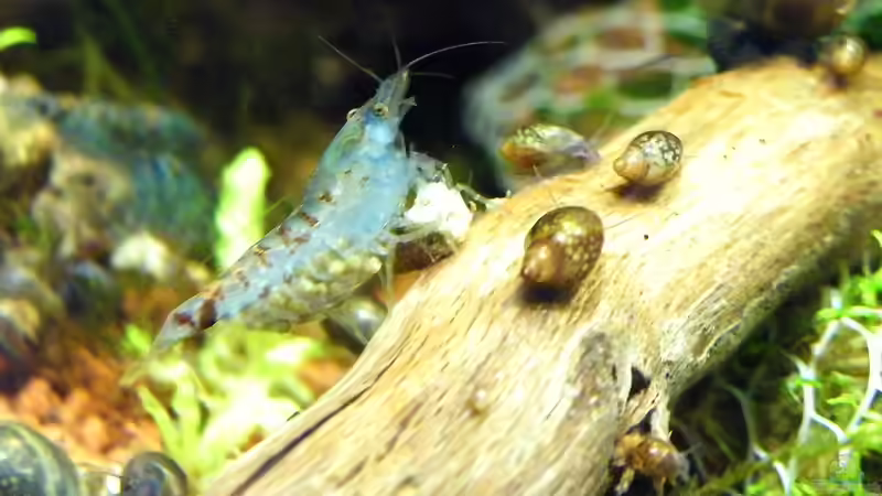 05.12.2010 - Die baldige Vielfach-Mama von bergfrau (28)