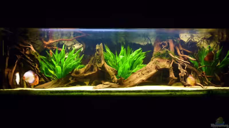 05.12.2011 von carkl (11)