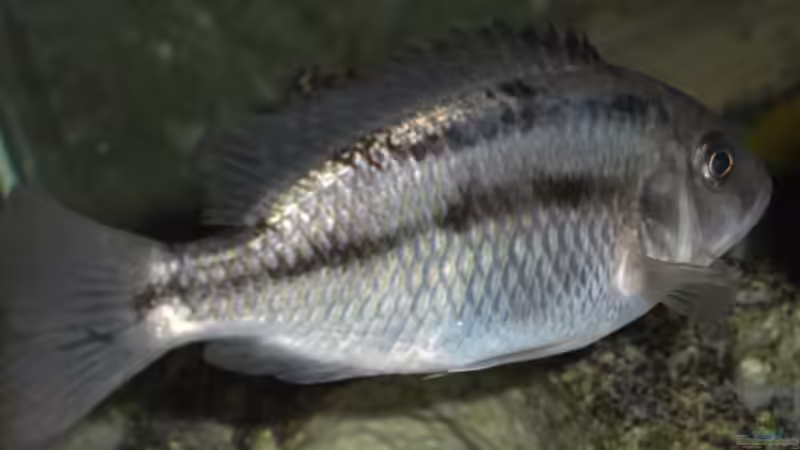 05.2007 von Stephan Ascher (39)