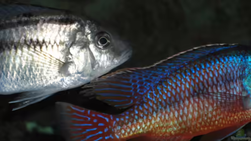 05.2007 von Stephan Ascher (40)