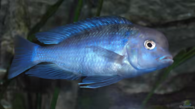 05.2007 von Stephan Ascher (41)