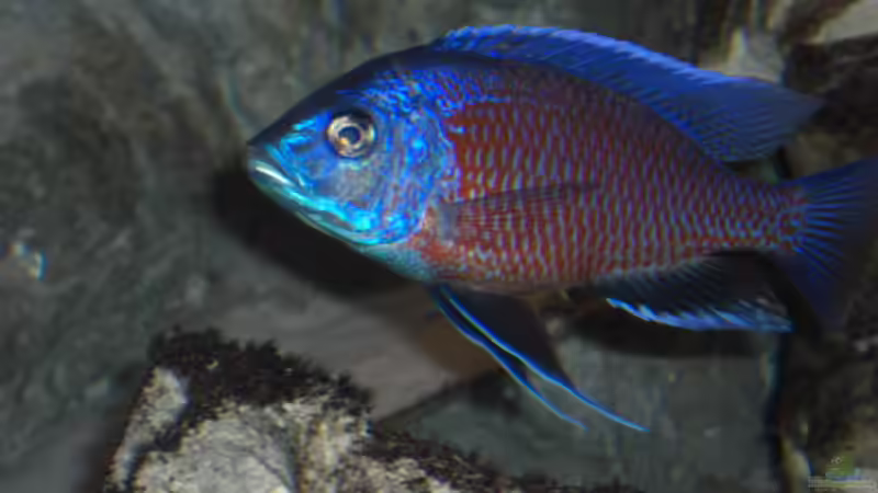 05.2007 von Stephan Ascher (43)