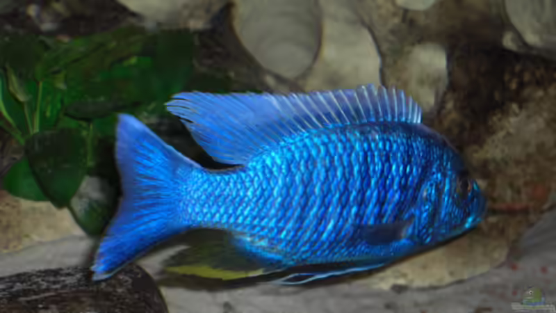 05.2007 von Stephan Ascher (44)