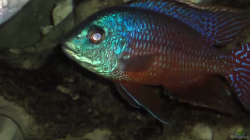 05.2007 von Stephan Ascher (46)