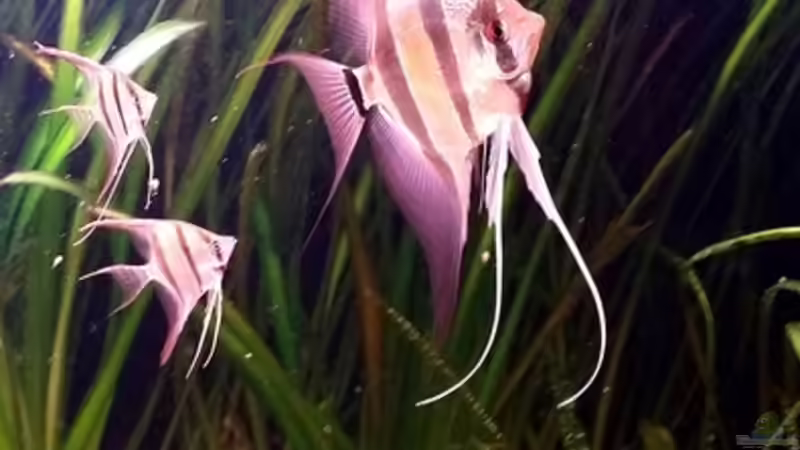 05.2015 von Dani B (12)