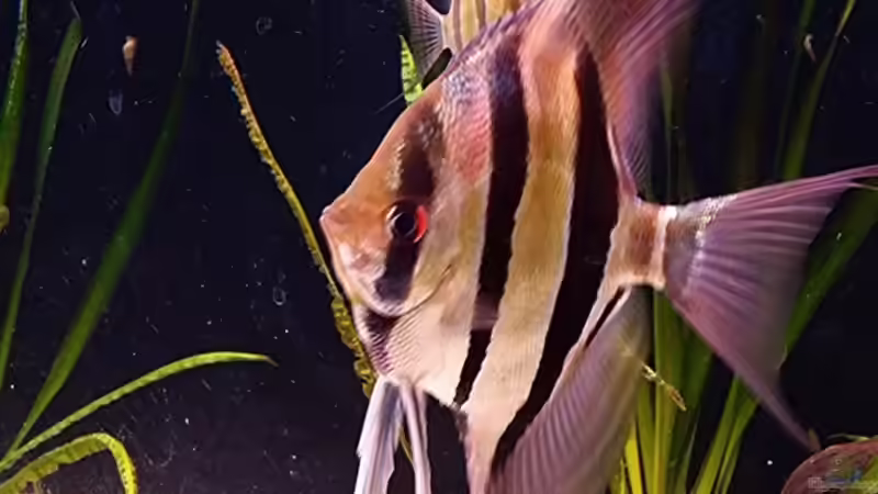 05.2015 von Dani B (13)