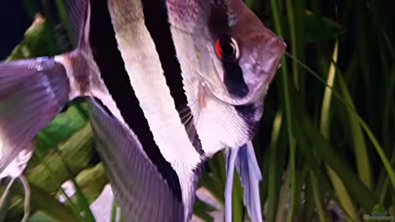 05.2015 von Dani B (14)