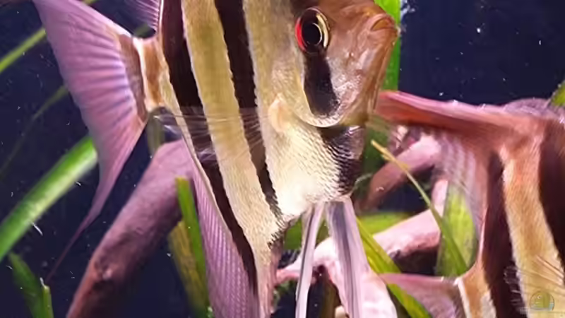 05.2015 von Dani B (16)