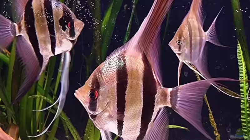 05.2015 von Dani B (18)