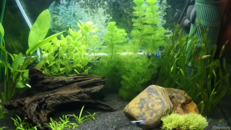 06. Januar 2009 von Fabio Keller (2)