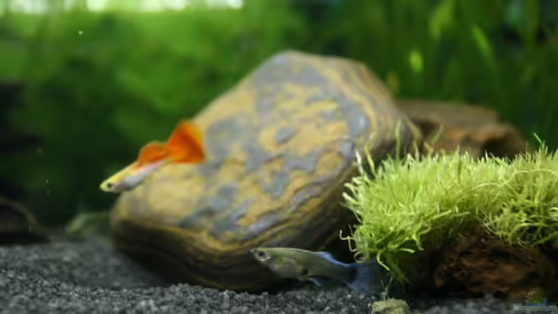 06. Januar 2009 von Fabio Keller (4)