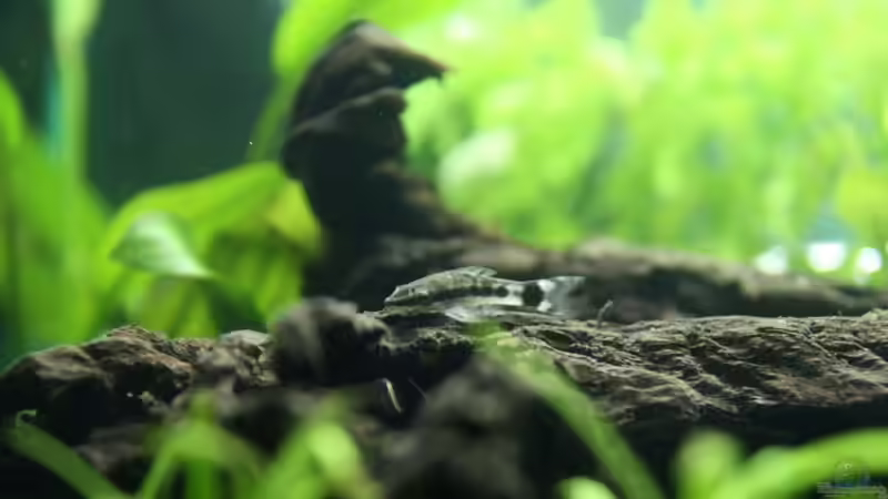 06. Januar 2009 von Fabio Keller (5)