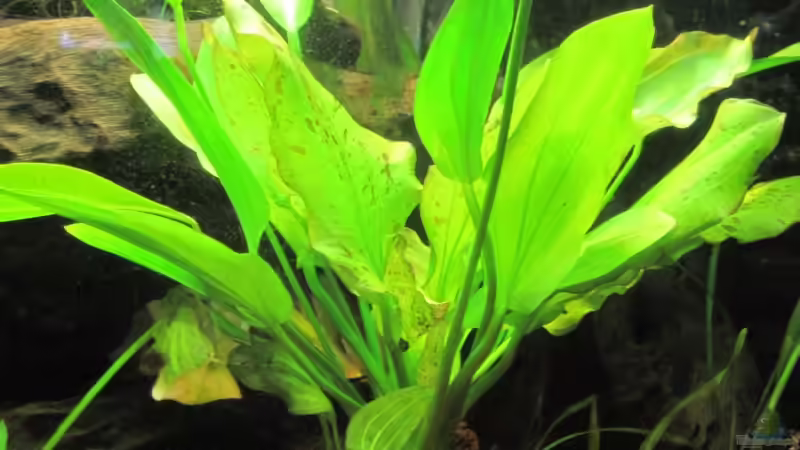 06.01.11 neue eingesetzt ´Echinodorus Dschungelstar Nr. 3´ - ´Python´ von Opodeldok (25)