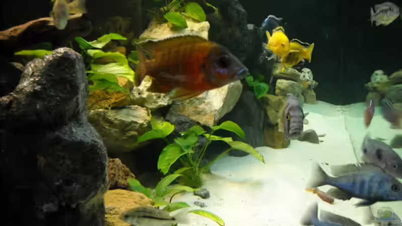 06.01.2011 - Bild von der Seite von Herbert (34)