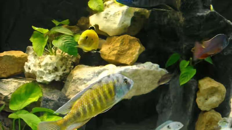 06.01.2011 - Es wurden größere Unterschlupfmöglichkeiten geschaffen von Herbert (33)