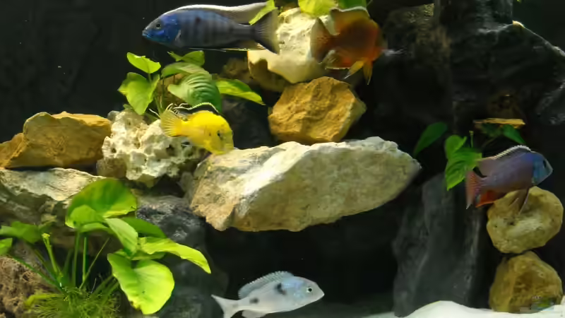 06.01.2011 - Hier sieht man schön wie dunkel das es im Bereich der Rückwand ist von Herbert (32)