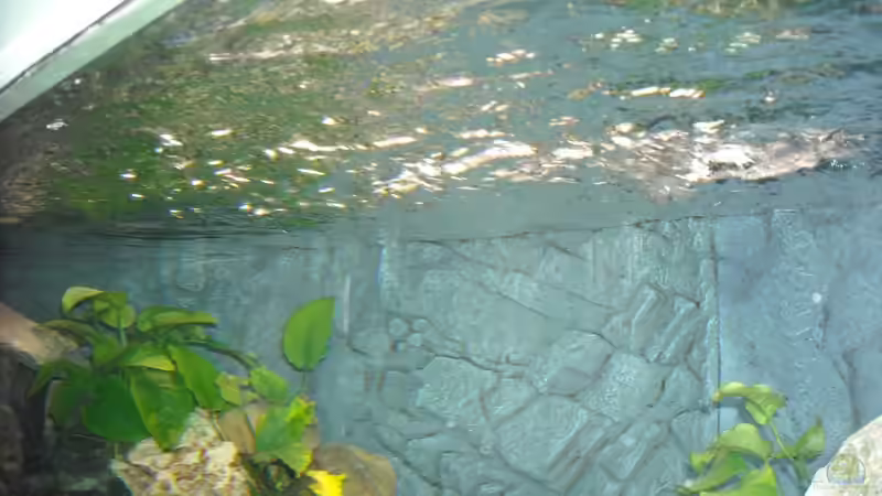 06.01.2011 - Wasserbewegung an der Oberfläche durch die Pumpe in der Filterkammer von Herbert (37)