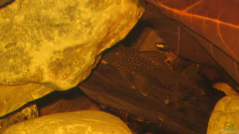 06.01.2013 l200 hifin von der Theoretiker (104)