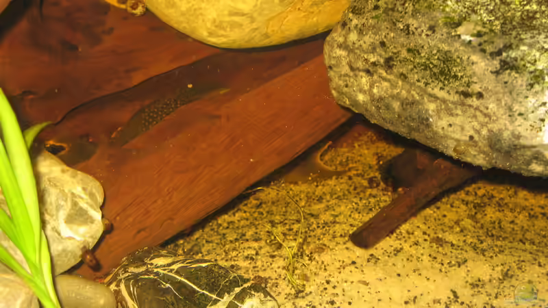 06.01.2014 2 x baryancistrus demantoides von der Theoretiker (12)