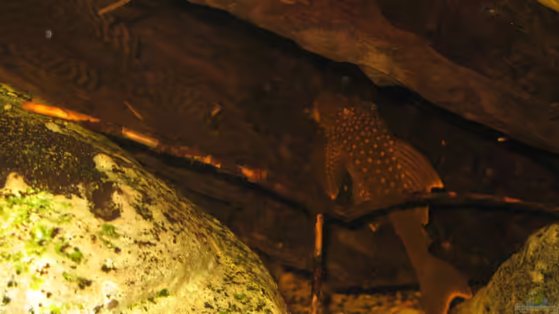 06.01.2014 Ancistrus sp. Weibchen link unf l 200 hifin von der Theoretiker (101)