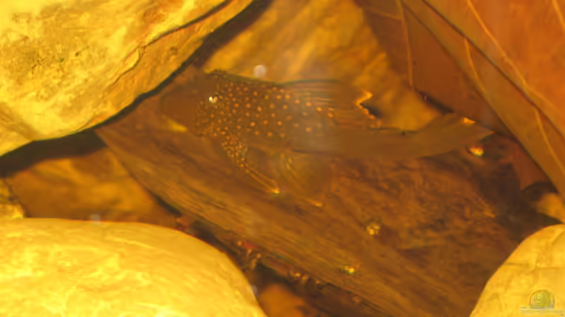 Aquarien mit Baryancistrus demantoides (L 200 Hifin)