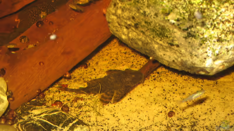 06.01.2014 l200 hifin hinten und l147 Kopfpunkttrugschilderlwels von der Theoretiker (103)