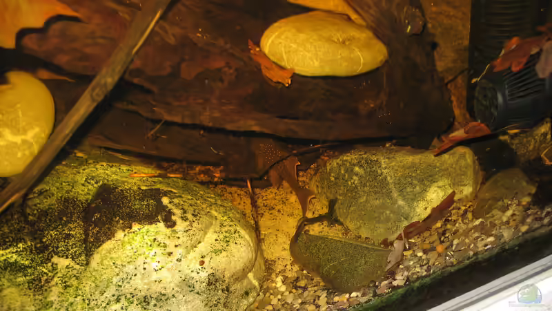 06.01.2014 l200 rechte Beckenseite von der Theoretiker (109)