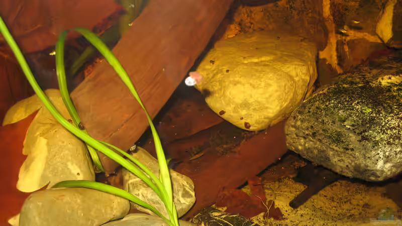 06.01.2014 panaquolus spec. aff. maccus von der Theoretiker (111)