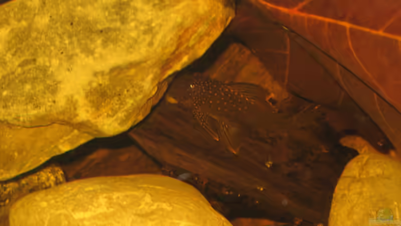 06.01.2014 von der Theoretiker (108)