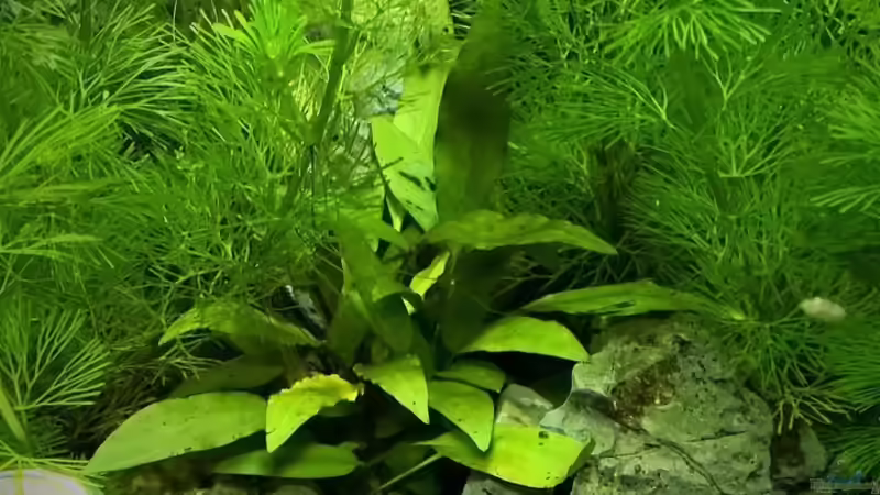 06.01.2016 von Nano73 (4)