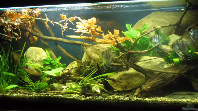 06.01.2017 von der Theoretiker (21)