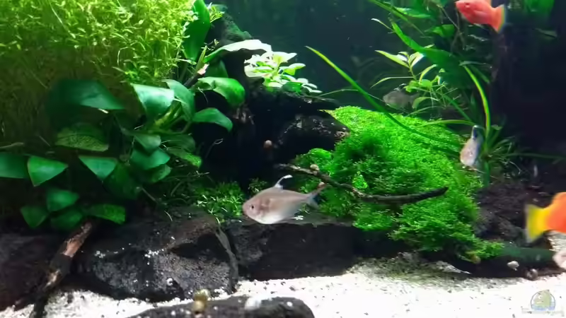 06.01.2018 von C-NA (10)