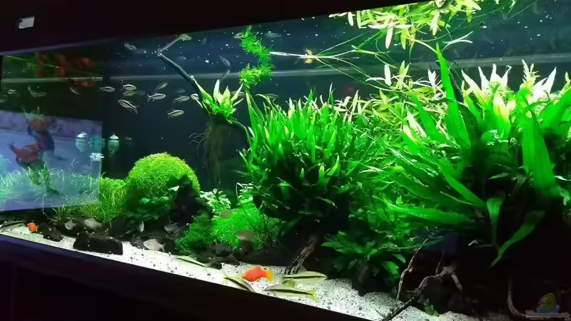 06.01.2018 von C-NA (11)