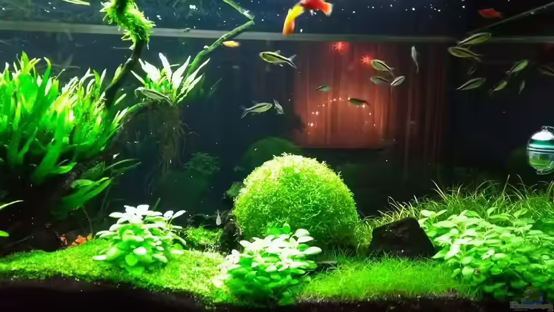 06.01.2018 von C-NA (12)