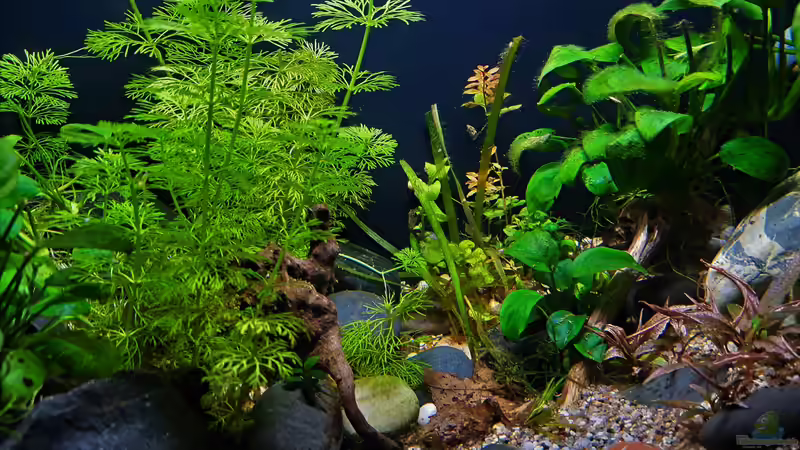 06.01.2023 von okefenokee (15)