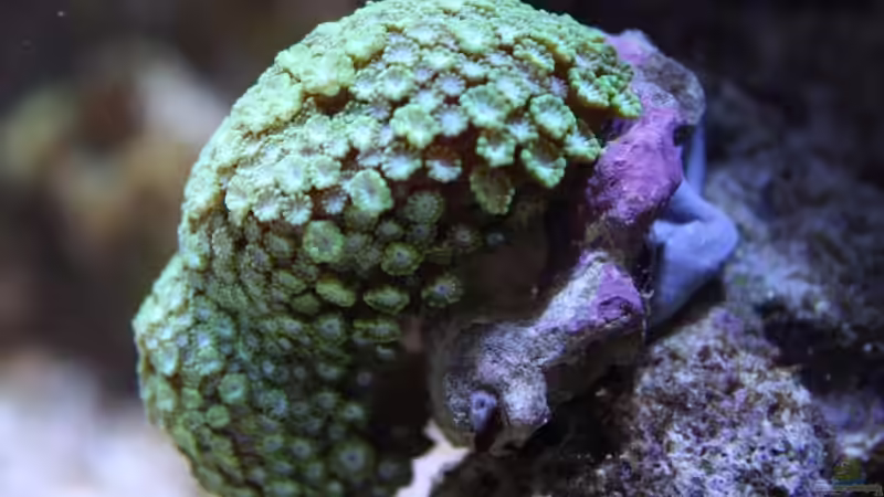 06.02.2009 von Stephan Ascher (22)