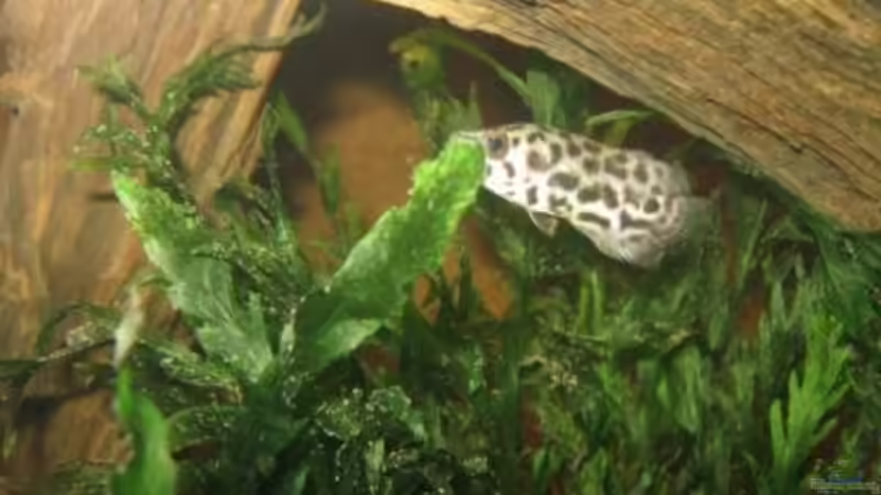 06.02.2011 - Ctenopoma acutirostre von db (41)