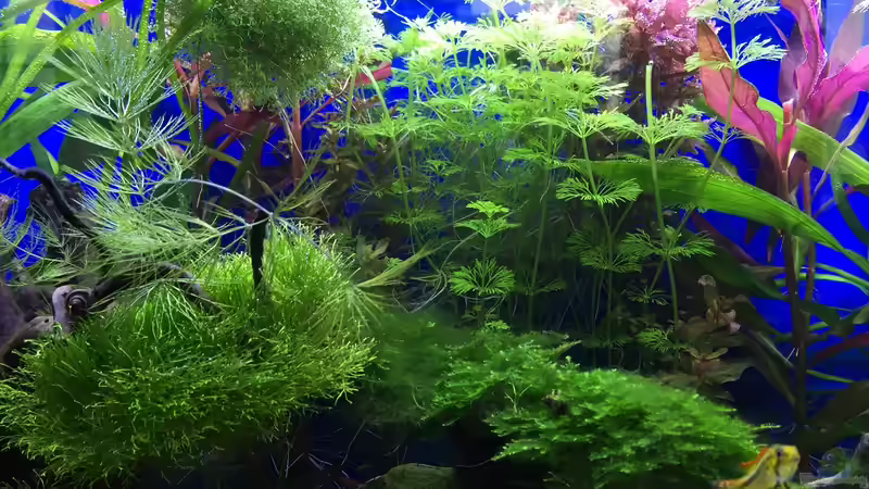 06.03.16 von .Andreas. (51)