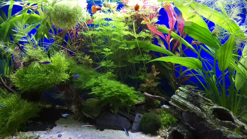 06.03.16 von .Andreas. (52)