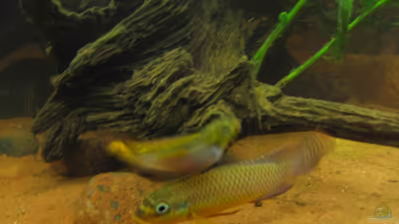 Einrichtungsbeispiele für die Haltung von Pelvicachromis taeniatus (Smaragdprachtbarsch) im Aquarium