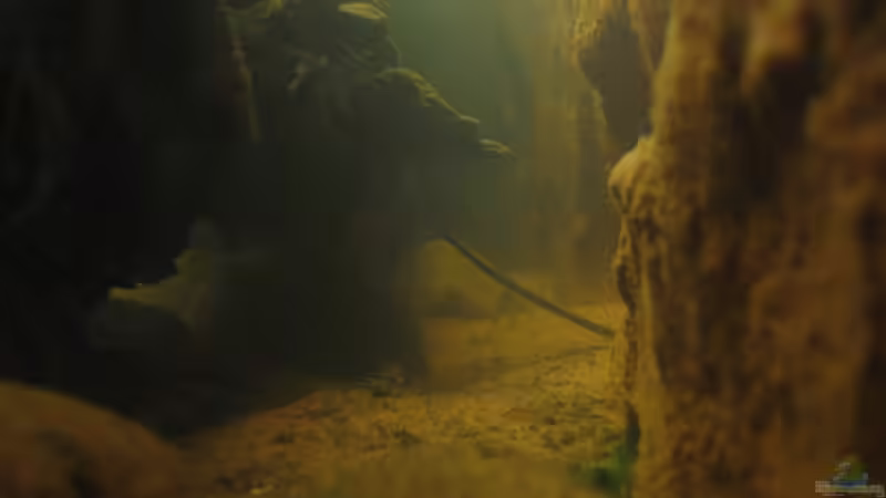 06.03.2011 - von Rechts einmal, wo niemals der Staubsauger hinkommen wird von db (10)