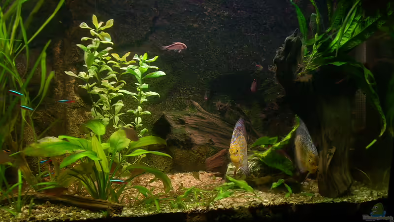 06.03.2012 von @quarium Cologne (12)