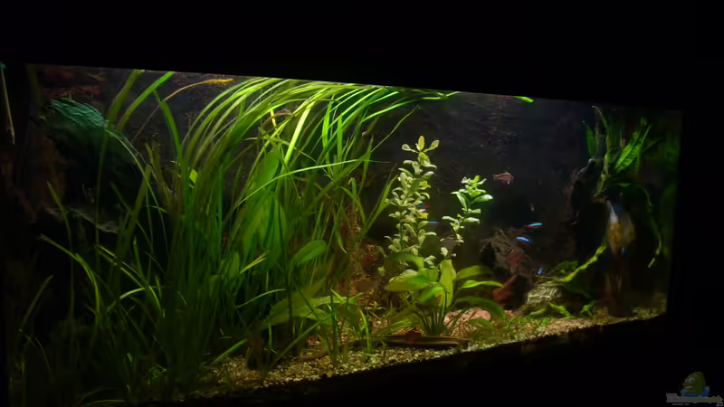 06.03.2012 von @quarium Cologne (14)