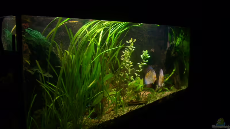 06.03.2012 von @quarium Cologne (16)