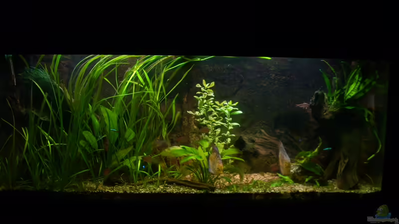 06.03.2012 von @quarium Cologne (17)